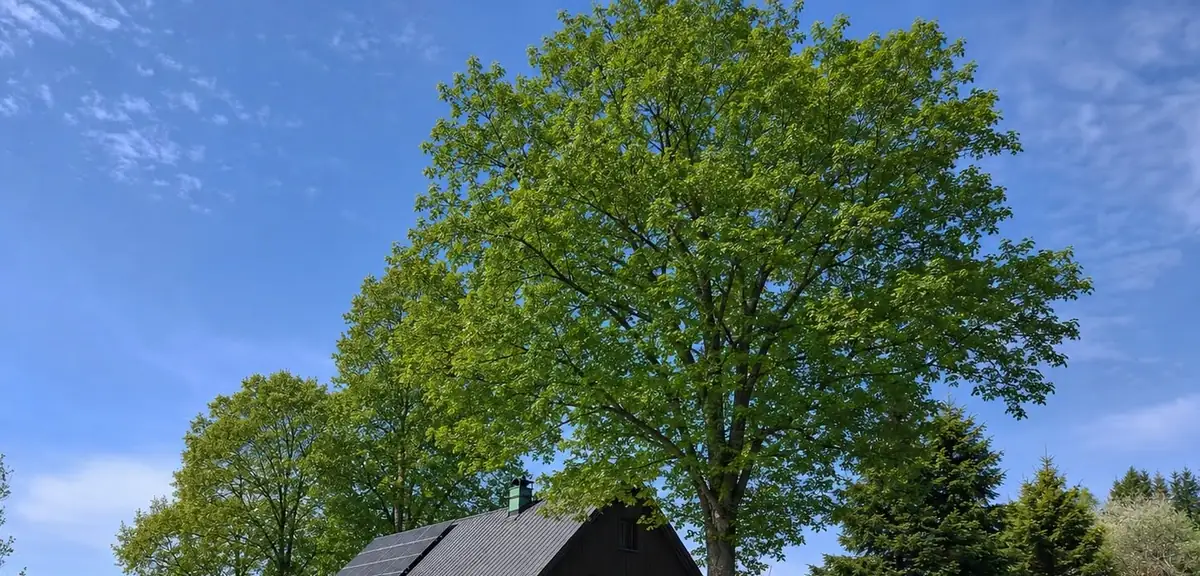 Jarní jasan nad střechou Severky, na střeše fotovoltaika, nad tím modré nebe