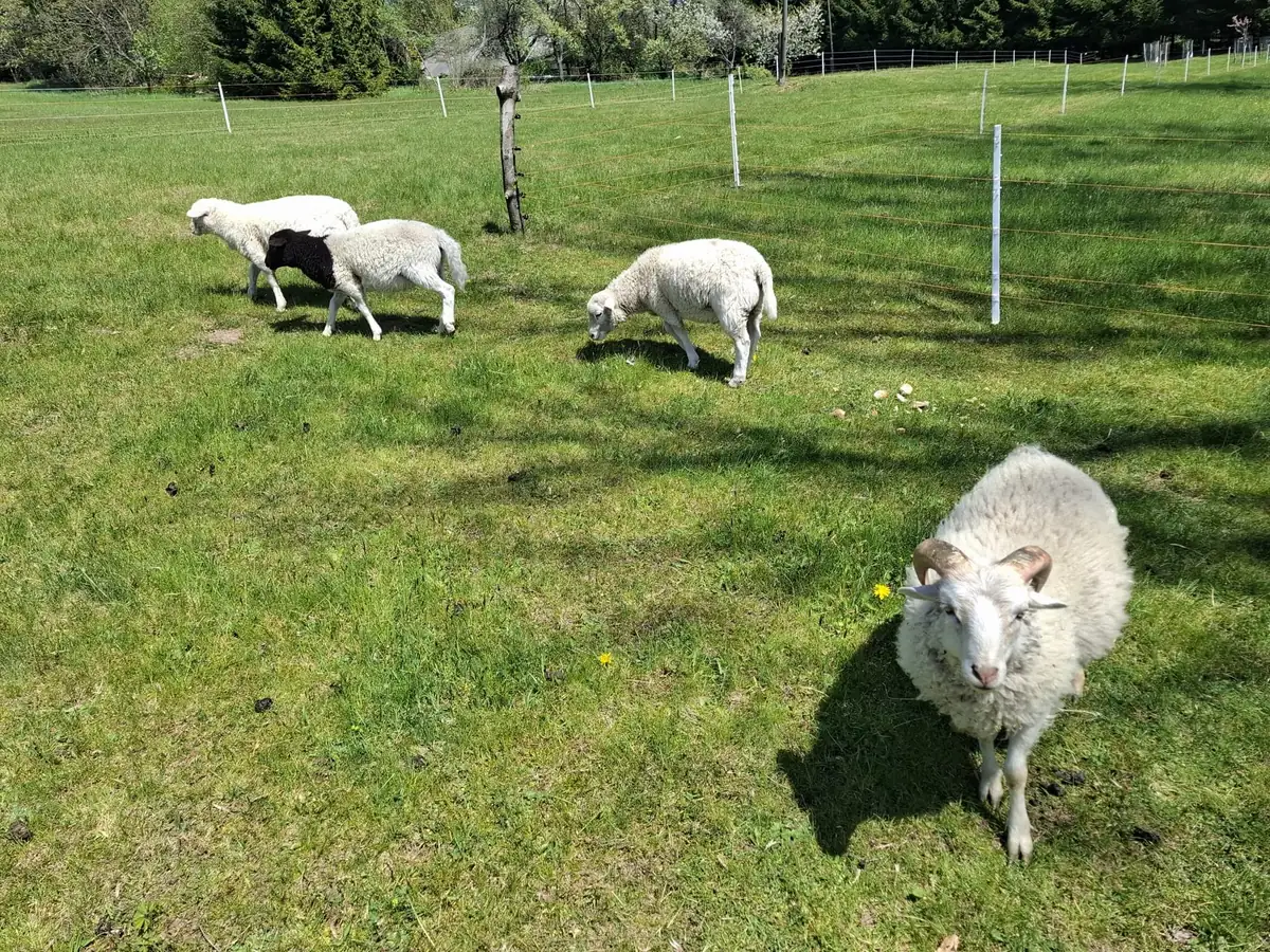 Ovce na louce u chaty, beran zblízka
